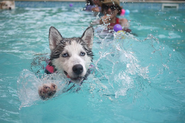pes ve vodě